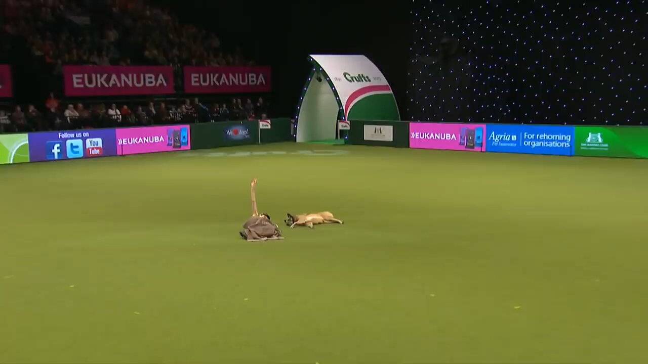 best dog performance