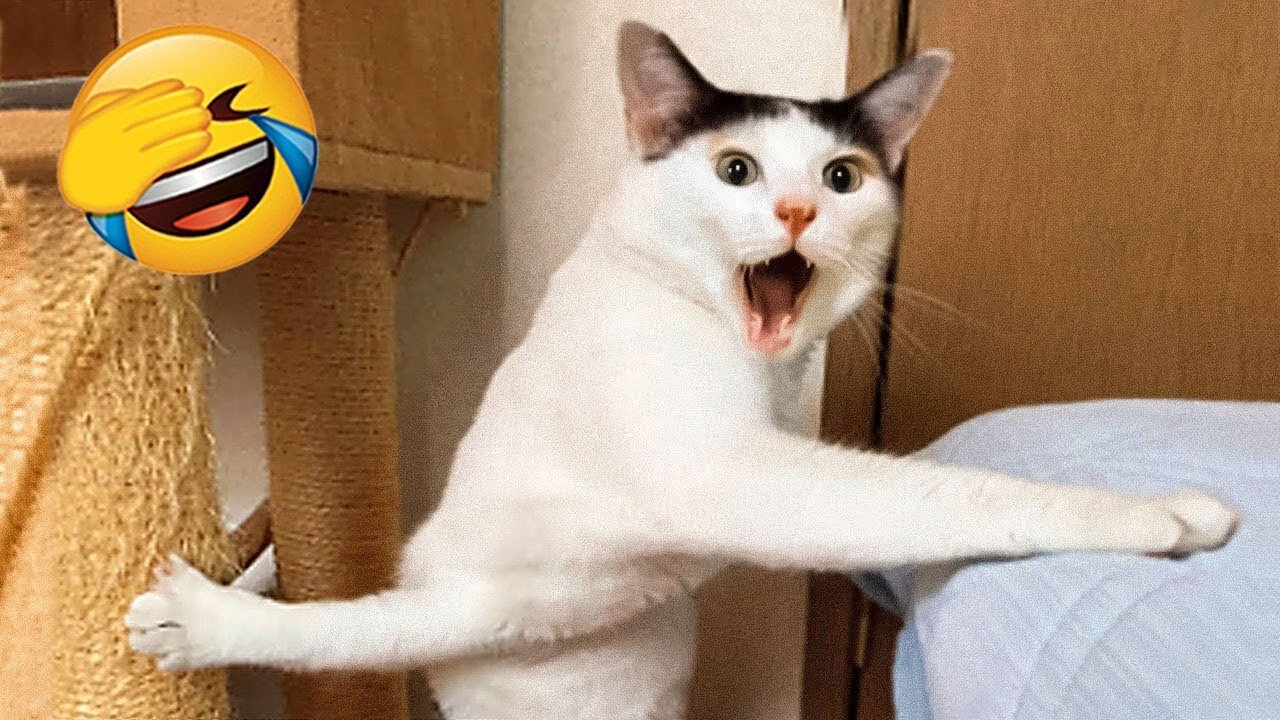 Funny Cat