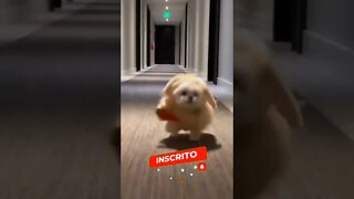 QUANDO VOCÊ É LIGADO NO 220🤣🤣🤣