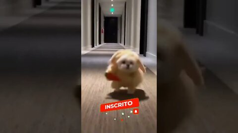 QUANDO VOCÊ É LIGADO NO 220🤣🤣🤣