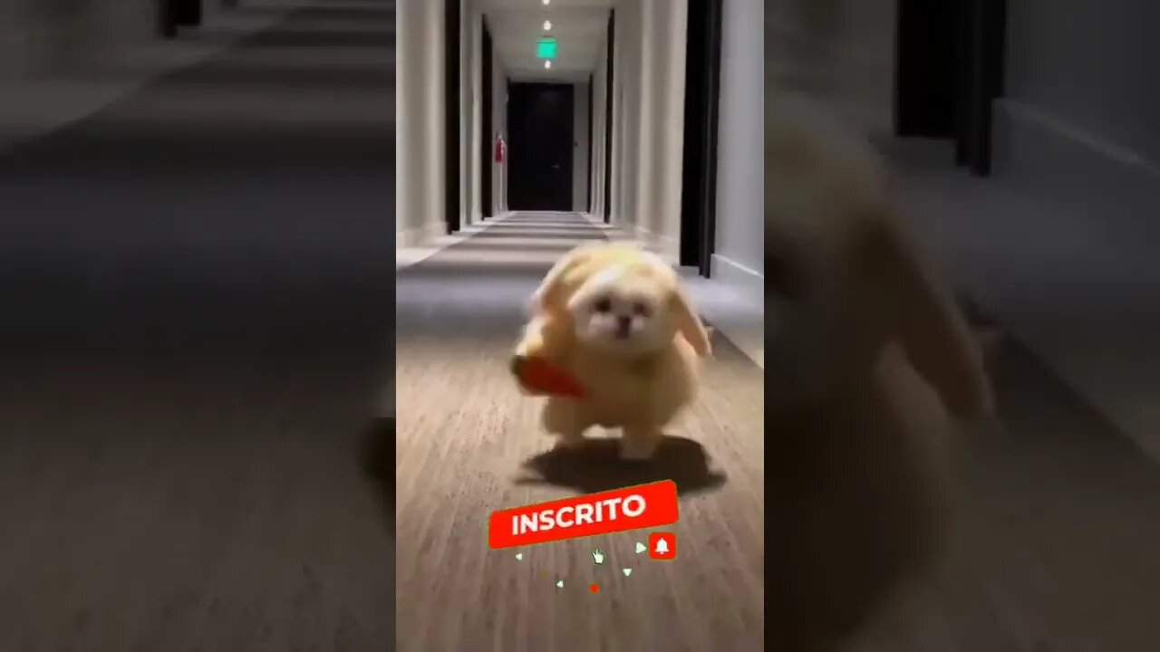 QUANDO VOCÊ É LIGADO NO 220🤣🤣🤣