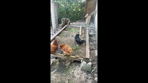 Chickens outside enjoying the weather ☀️