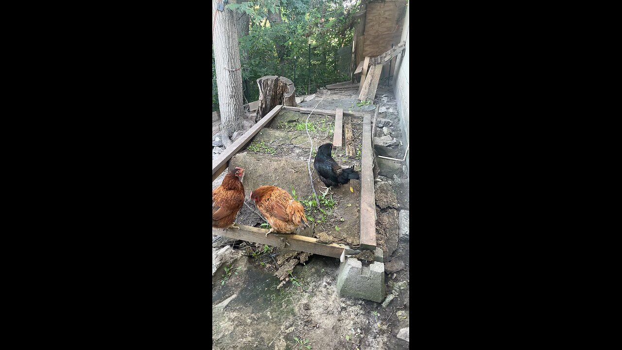 Chickens outside enjoying the weather ☀️