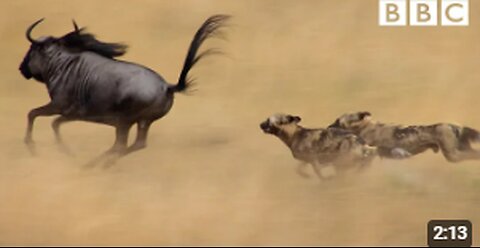 The power of the pack! Wild dogs' AMAZING relay hunting strategy