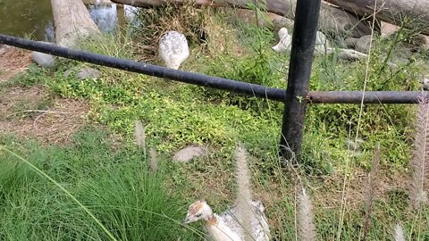 TUCSON ARIZONA ZOO, BIRDS 🐦