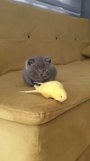 Cat does not want to play with playful bird