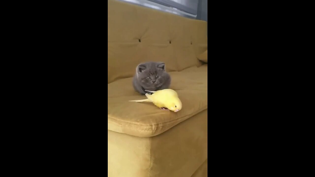 Cat does not want to play with playful bird