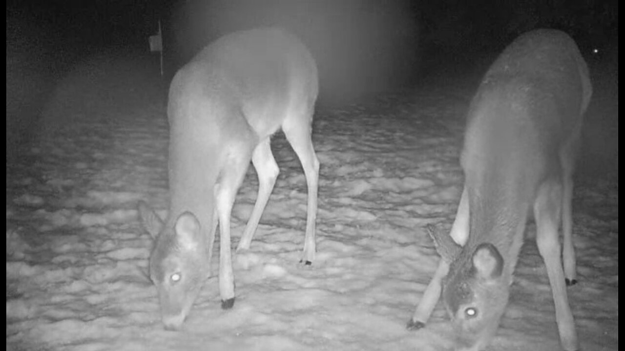 DeerCams #018