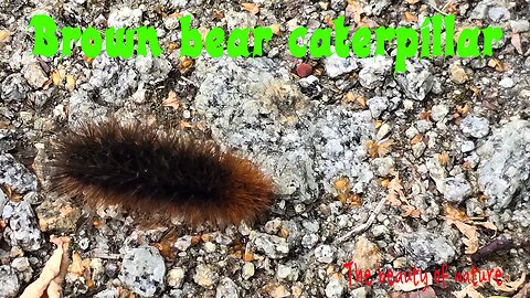 Brown bear caterpillar in nature / a beautiful butterfly larva.