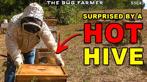 I ran into a HOT hive while feeding the bees. | Fall beehive Preparation.