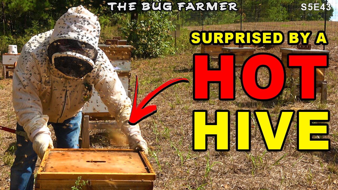 I ran into a HOT hive while feeding the bees. | Fall beehive Preparation.