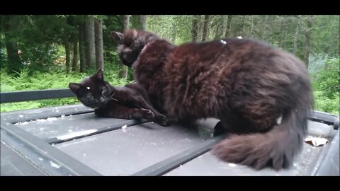 Fluffy and Butter Bar Bonding Over Some Rare and Precious Time Alone With No Other Farm Cats