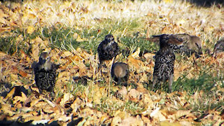 The Starling Hustle