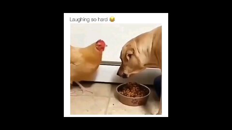 laughing hens