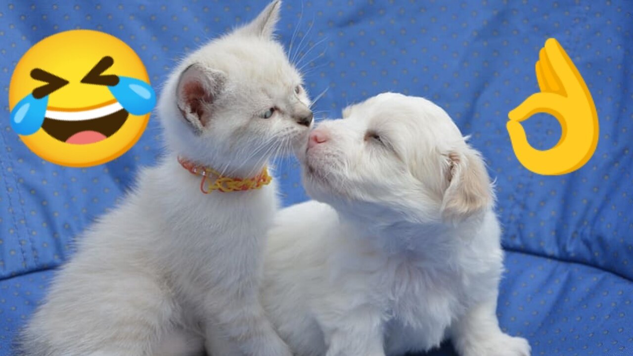 Funny Animal Videos 2023 🥰 - Funniest Dogs and Cats Videos 😁 #09