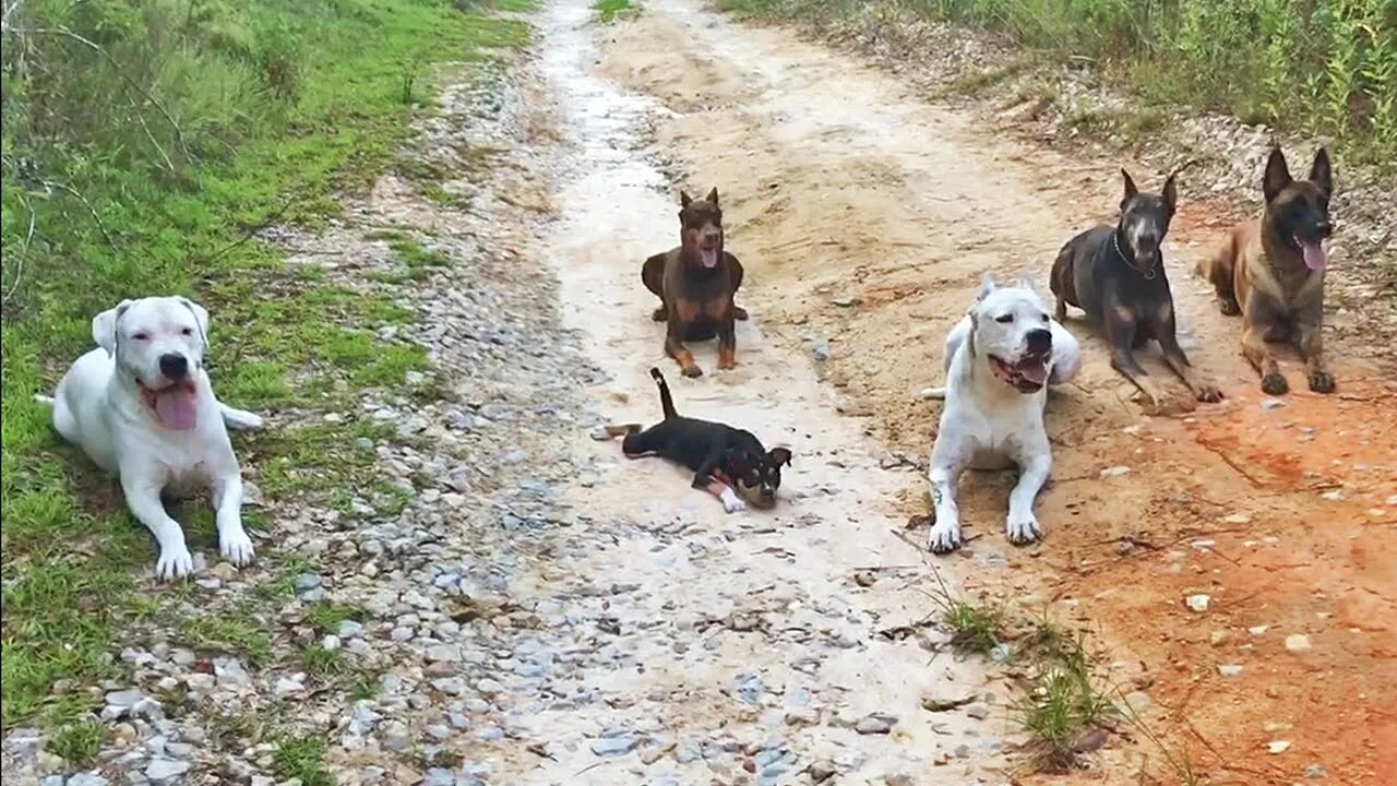 Puppy with Fractured Skull Goes on her First Pack Adventure