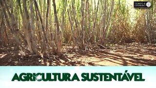 Agricultura Sustentável - com Frederico Olivi