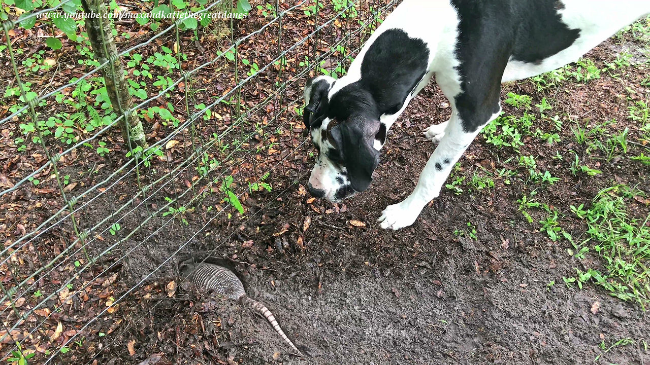 Great Dane's first encounter with wild armadillo