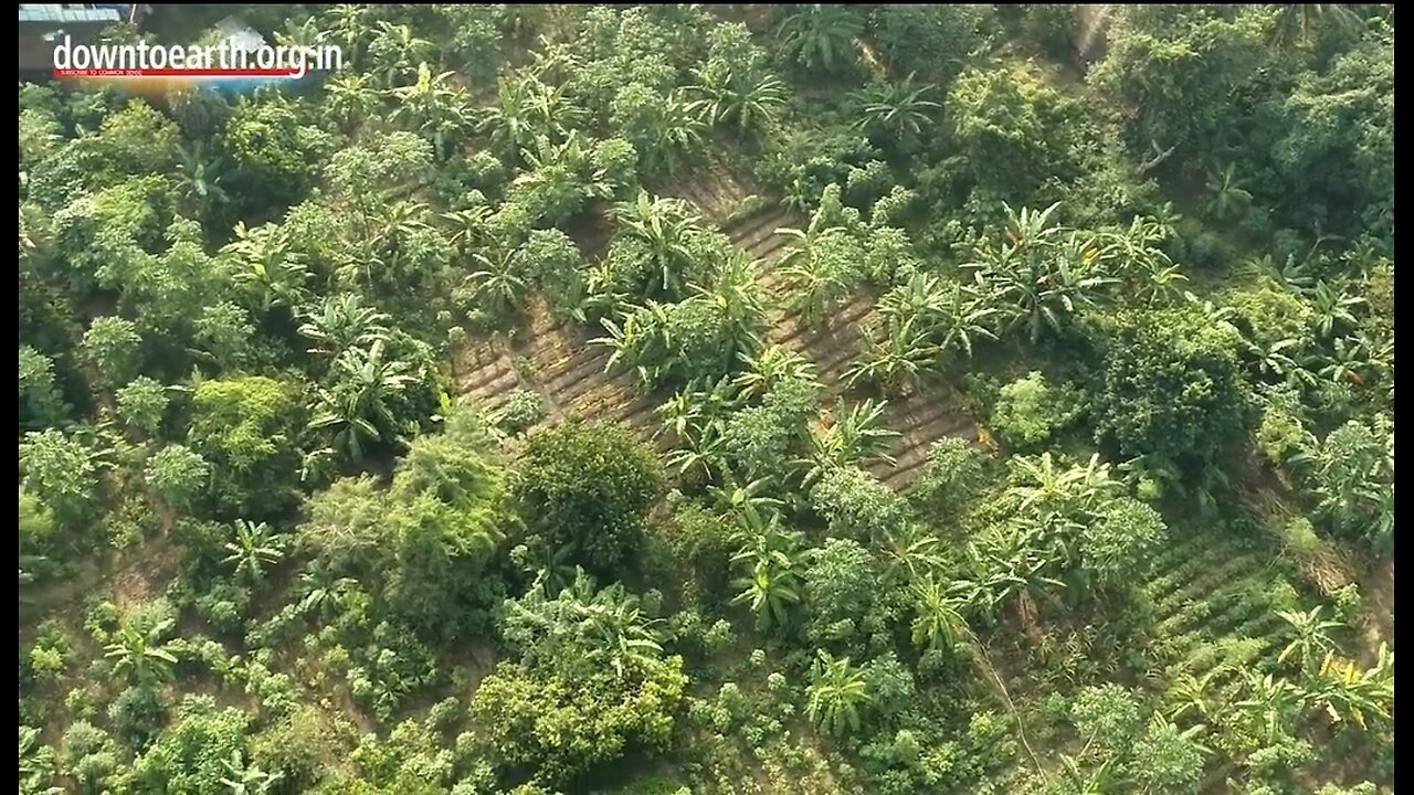 Natural Food Forest|Real Organic Vegetables and Fruits