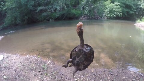 Catch a turtle by it's toe & then let it go....