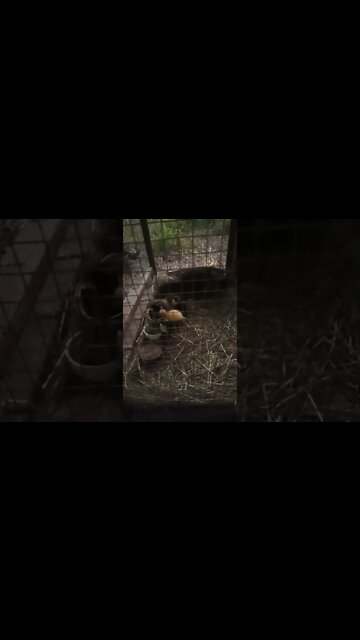 Ducklings Drinking their water July 12th 2022