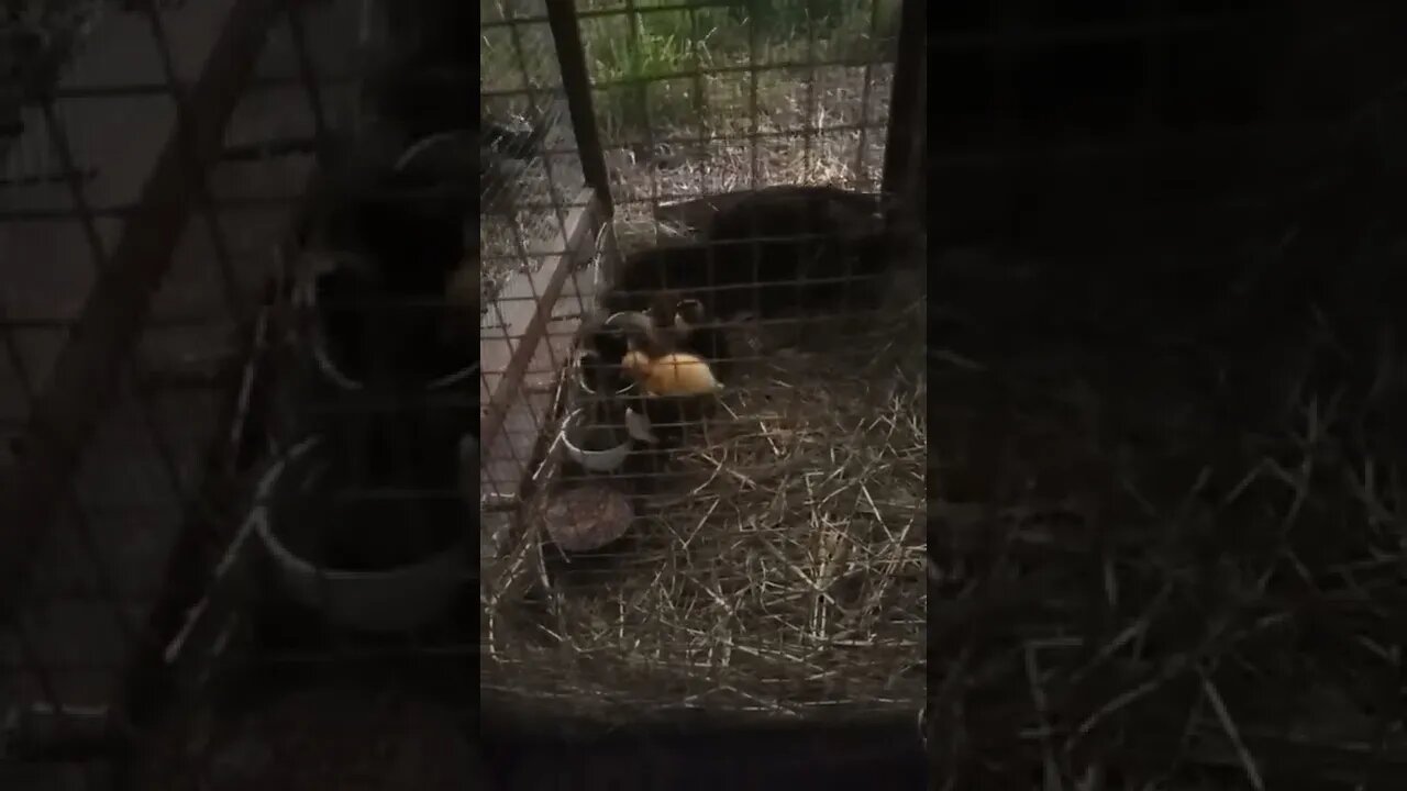 Ducklings Drinking their water July 12th 2022