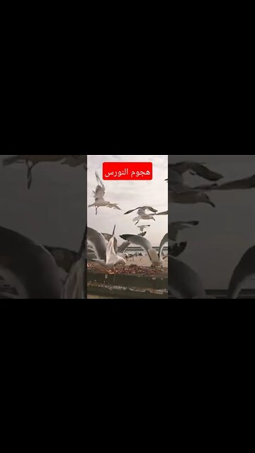 السردين تخلاص في دقيقتين