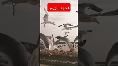 السردين تخلاص في دقيقتين