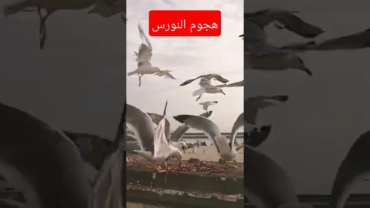 السردين تخلاص في دقيقتين