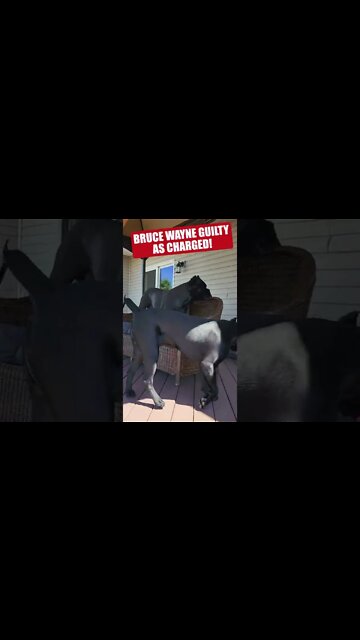 My Dog Creating TROUBLE! #shorts #funnydogs #viral #pets