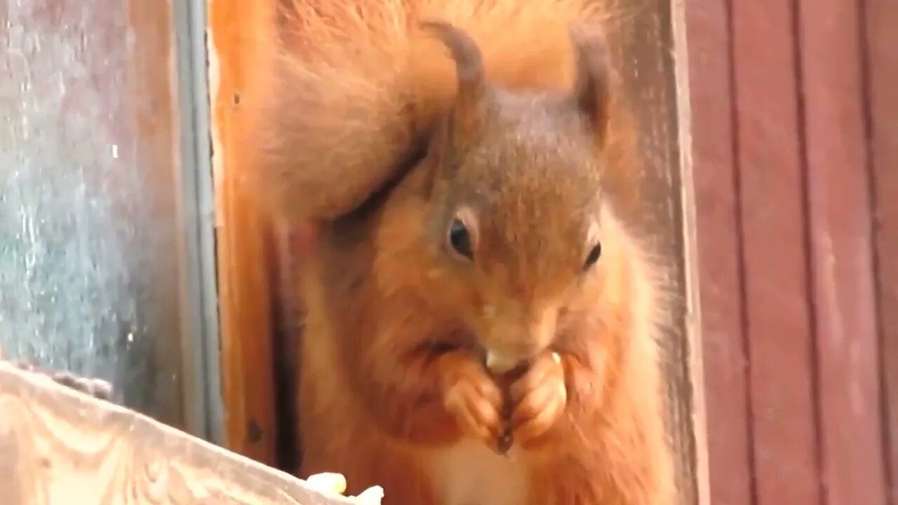 Red Squirrel #short