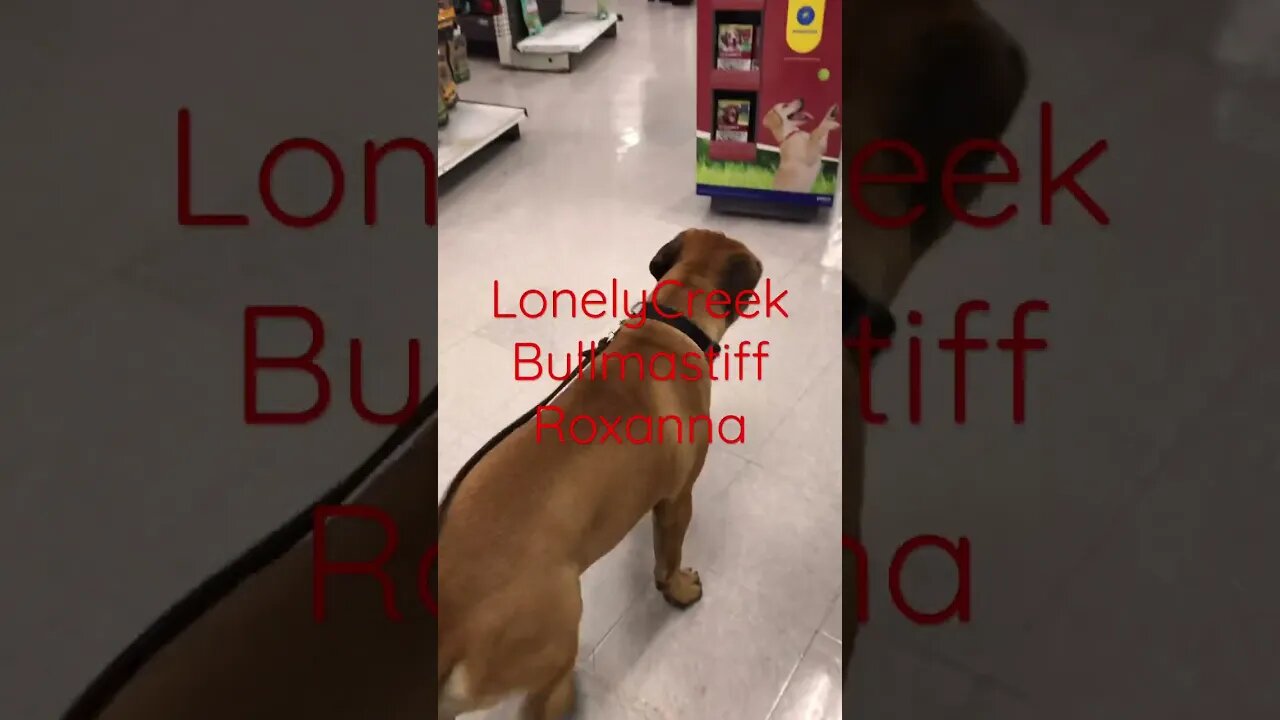 Puppy sounds. LonelyCreek bullmastiff