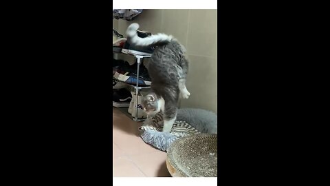 Cat Jimnastiks