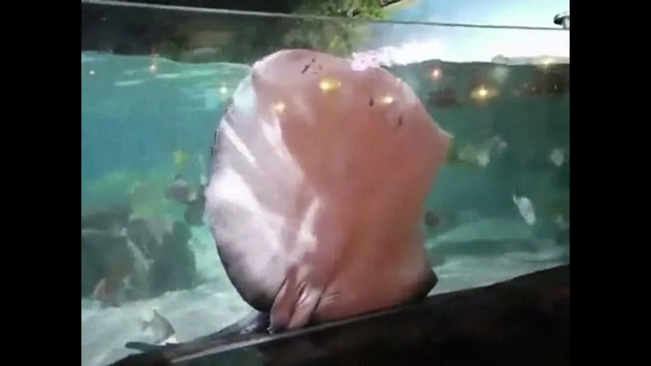 Ray Goes For a Jump