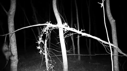 Opossum acrobatics! Teetering & Tottering!