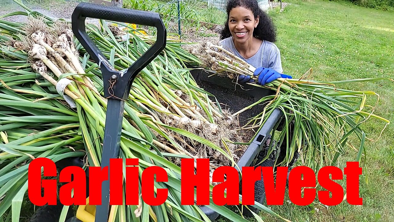 Largest Harvest To Date, not necessarily the Best #garlic #garlicharvest #sowwellharvestmore