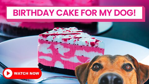 Making Birthday cake for a Dog