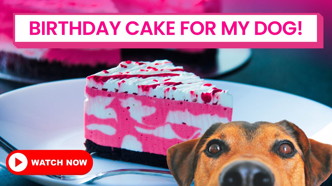 Making Birthday cake for a Dog