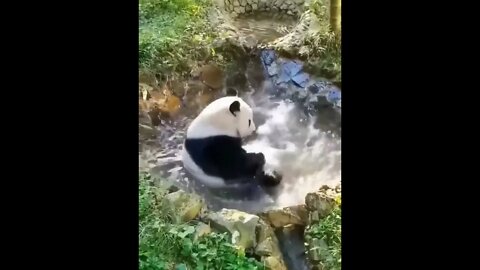 Panda is enjoying 😉