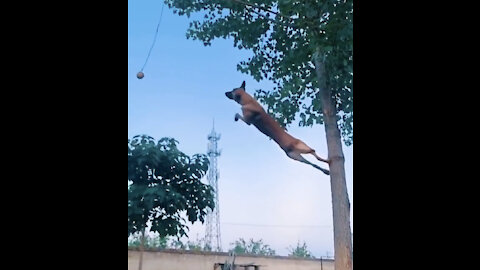 Dogs can fly | Best Video | Watch