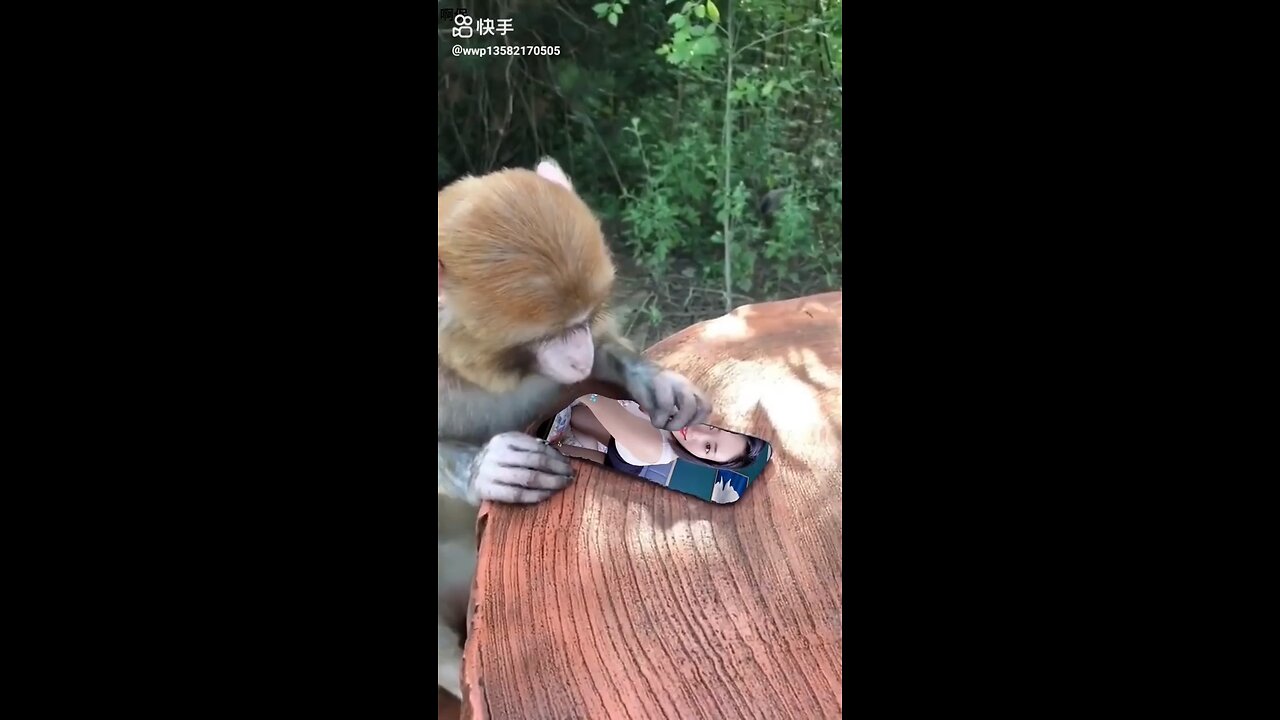 monkey watching reels in mobile watch till end 🤣🤣🤣