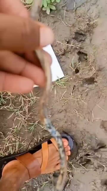 This stick comes alive in water. Wild!! Just needs a current.