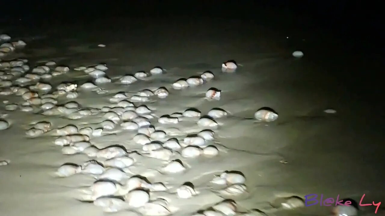 THOUSANDS of dead jellyfish - (sped up to 6x!)