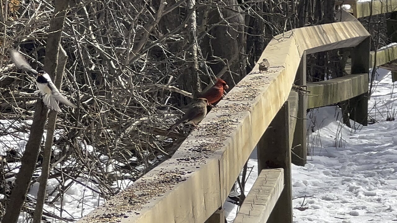 James Gardens Toronto birds