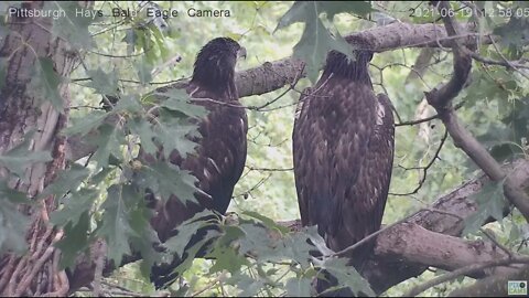 Hays Eagles Juveniles H15 H14 perched on the nest tree branch 2021 06 19 12:57