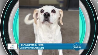 Help A Pet In Need // Denver Animal Shelter