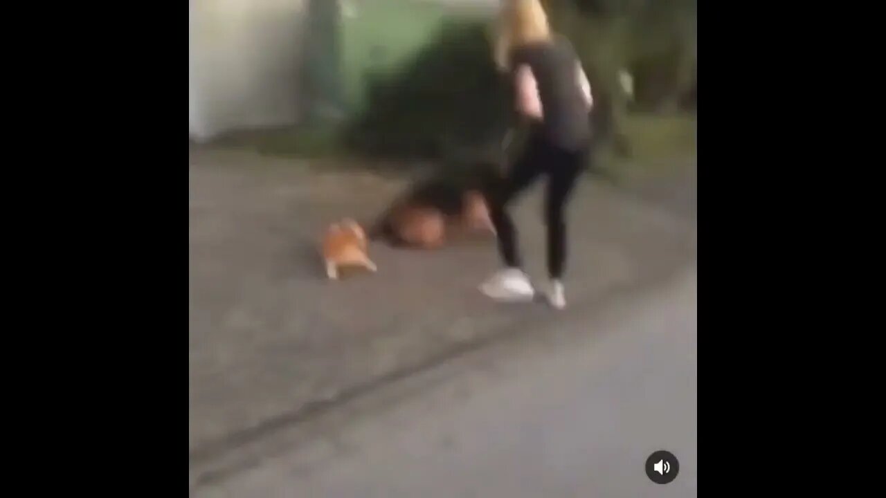 Cats are Ninjas! Confirmed