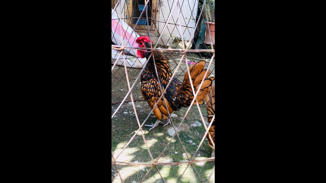 Fancy Hen’s lovely 🥰