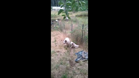 How Livestock Guardian Dogs Bond With The New Puppy