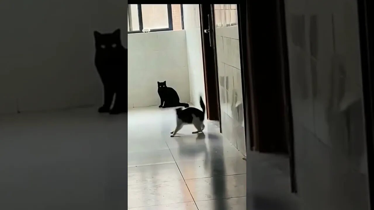 Cute Animals 🐈😸❤ @Tokugame